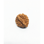 2 MUKHI RUDRAKSHA INDIAN