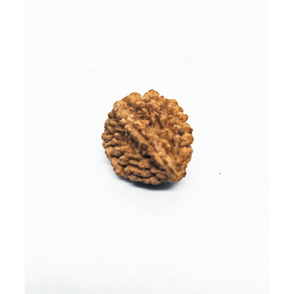 2 MUKHI RUDRAKSHA INDIAN