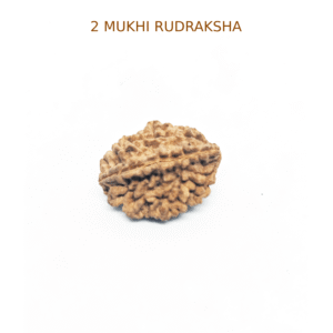 2 MUKHI RUDRAKSHA INDIAN NEPAL