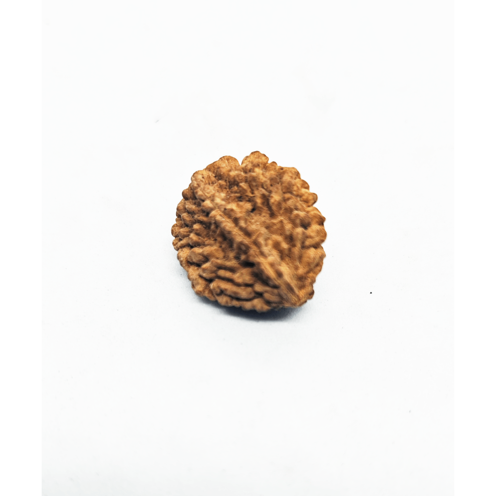 2 MUKHI RUDRAKSHA INDIAN 2 MUKHI RUDRAKSHA INDIAN