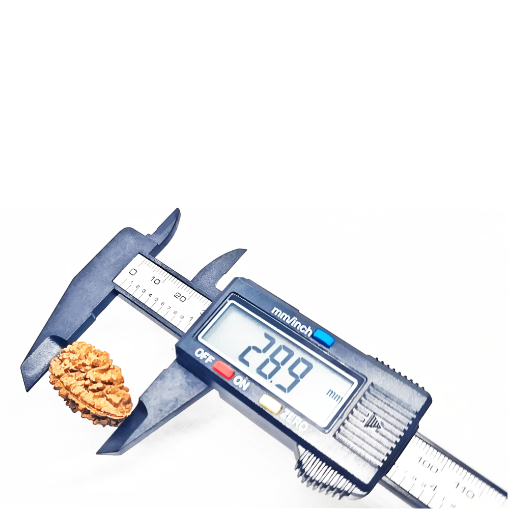 Authentic nepali and indian rudraksha Authentic nepali and indian rudraksha