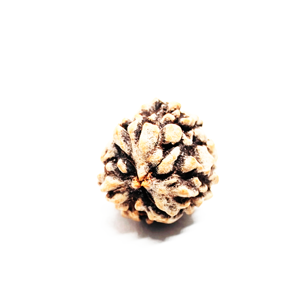 3 Mukhi Rudraksha Beads (3)
