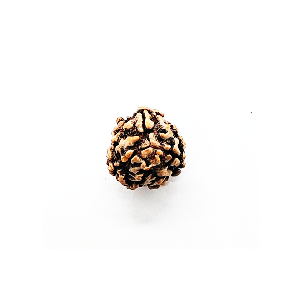 3 Mukhi Rudraksha Beads (5)