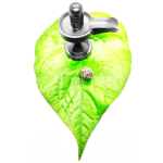 3 Mukhi Rudraksha Beads (6)