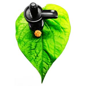 5 Mukhi Rudraksha Beads