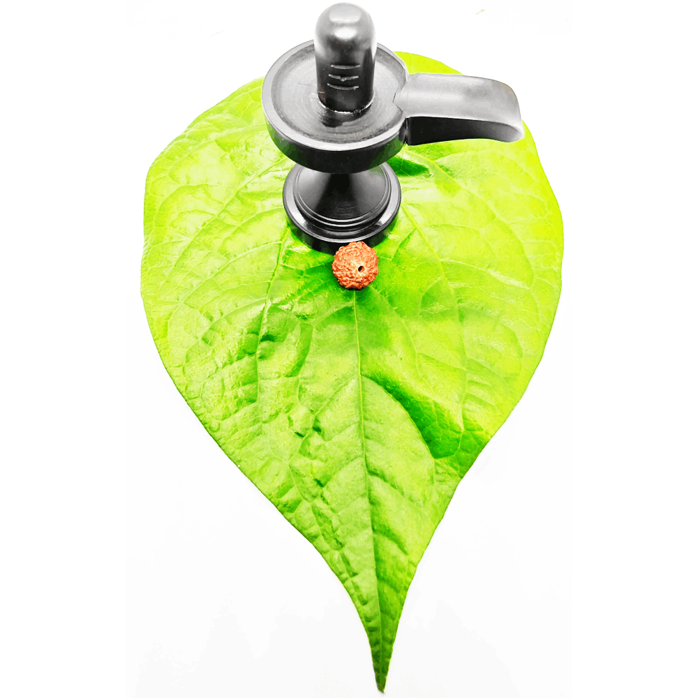 6 Mukhi Rudraksha Beads 6 Mukhi Rudraksha Beads