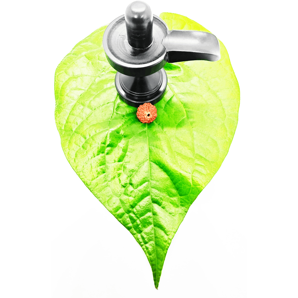 7 mukhi rudraksha (1)