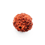 7 mukhi rudraksha