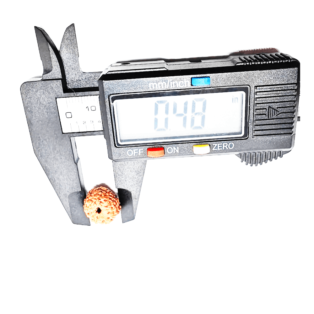 7 mukhi rudraksha (2) 7 mukhi rudraksha