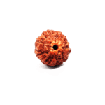 7 mukhi rudraksha