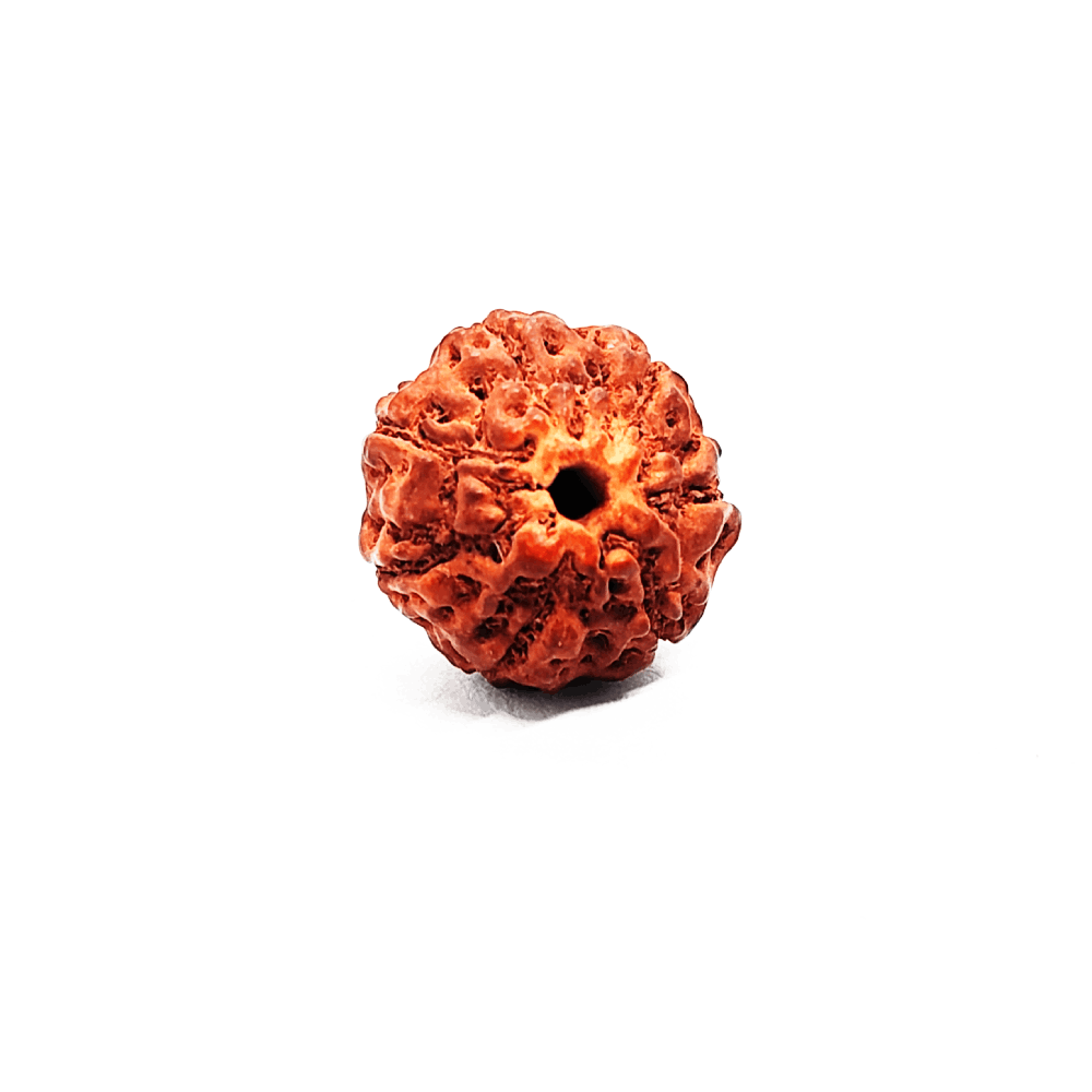 7 mukhi rudraksha (3) 7 mukhi rudraksha