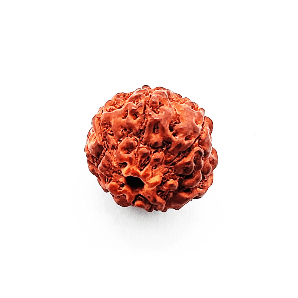 7 mukhi rudraksha 7 mukhi rudraksha