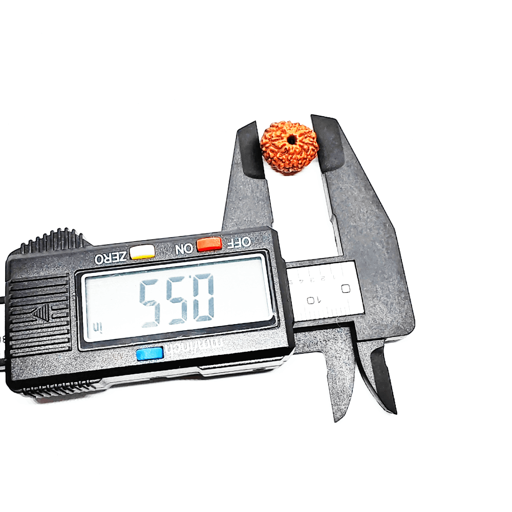 8 Mukhi Rudraksha Original (1)