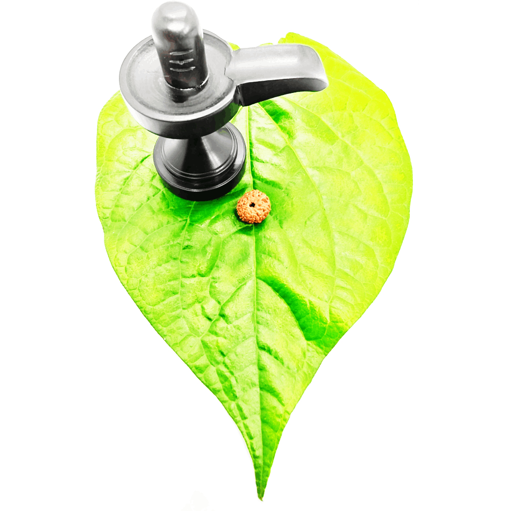 8 Mukhi Rudraksha Original (2)