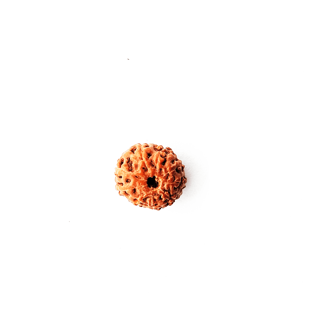 8 Mukhi Rudraksha Original (4)