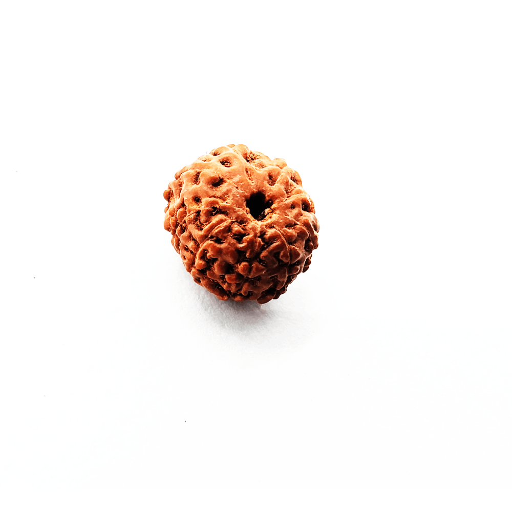 8 Mukhi Rudraksha Original (5)