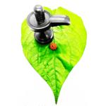 9 Mukhi Rudraksha Original