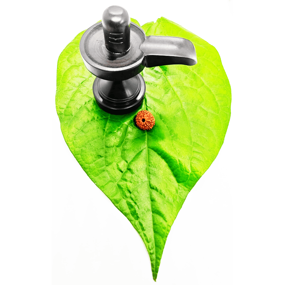 9 Mukhi Rudraksha Original (2) 9 Mukhi Rudraksha Original (4)