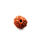9 Mukhi Rudraksha Original (4)