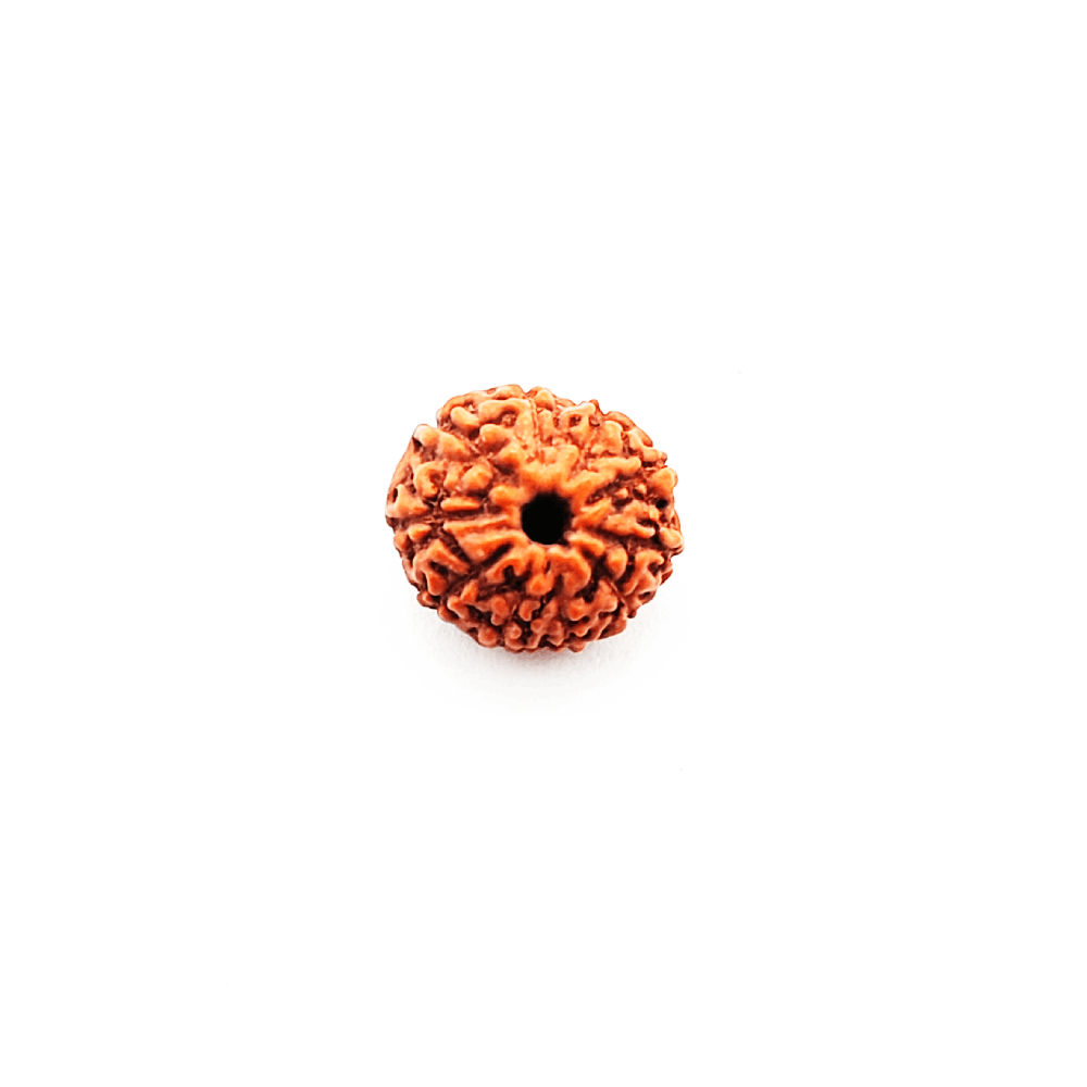 9 Mukhi Rudraksha Original (4)
